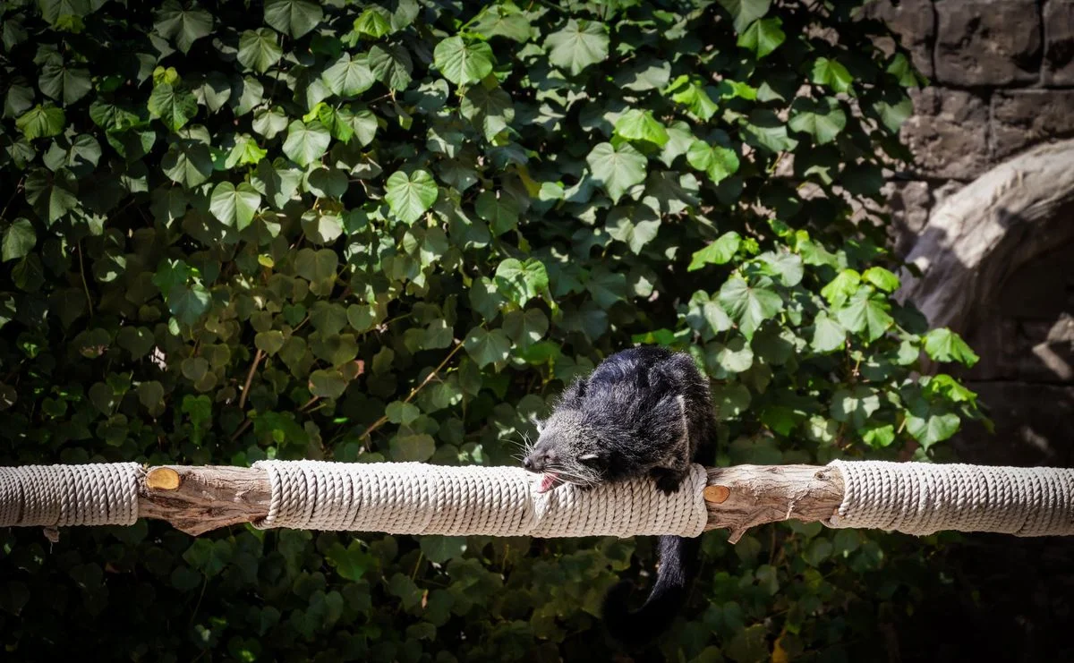Rare Animal Arrives at Chester Zoo