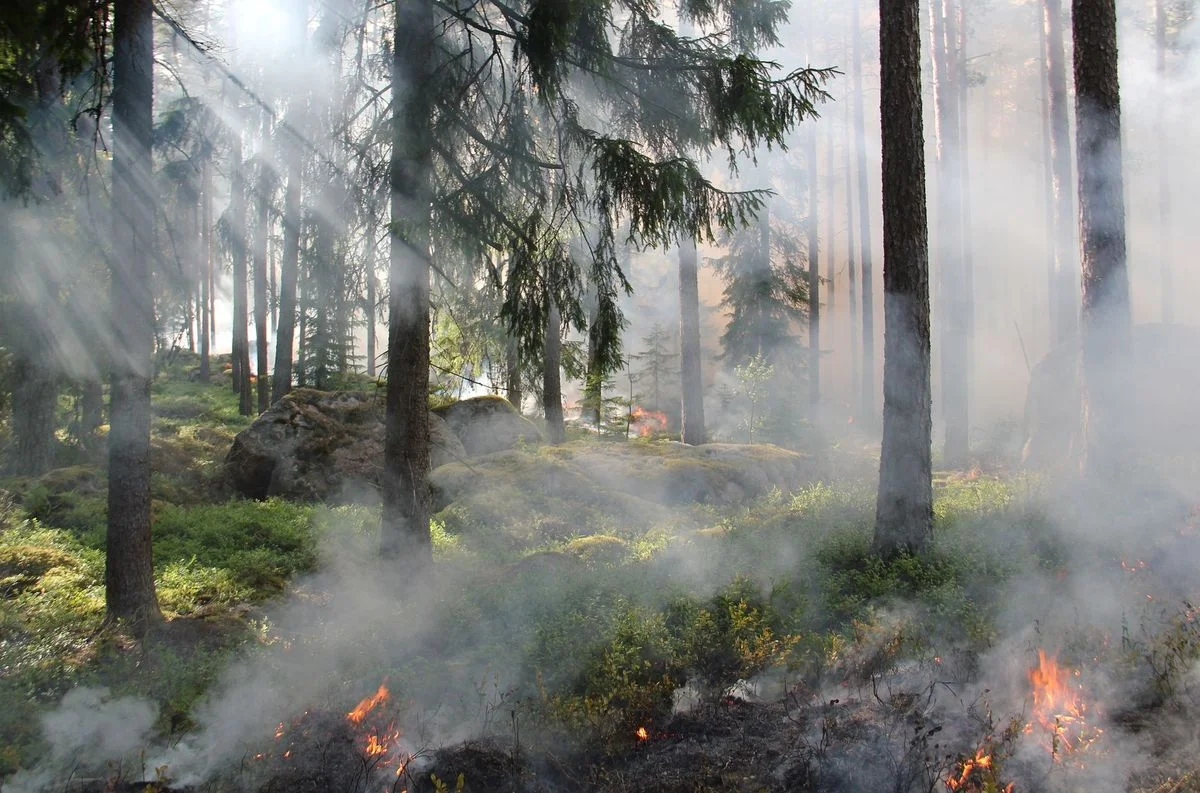 Bordeaux Wildfires: Tens of Thousands Evacuated
