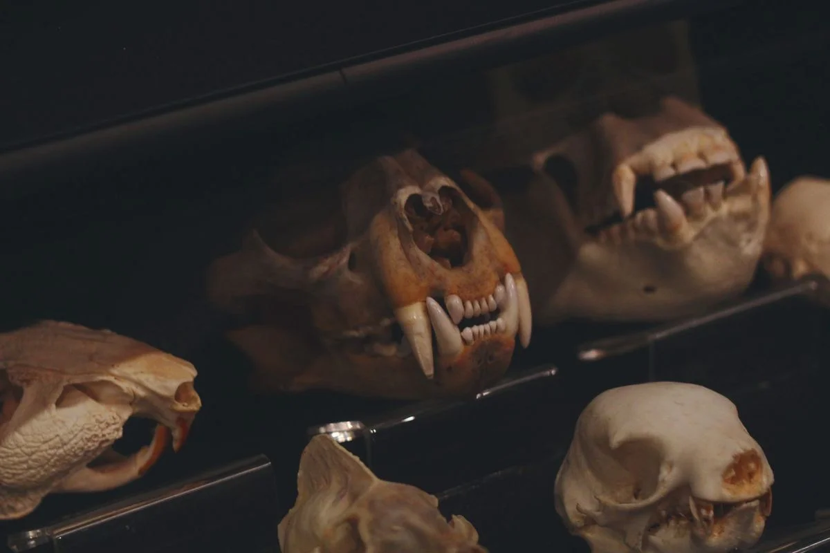 Chris Packham's 'Evolution' Series Garners Acclaim